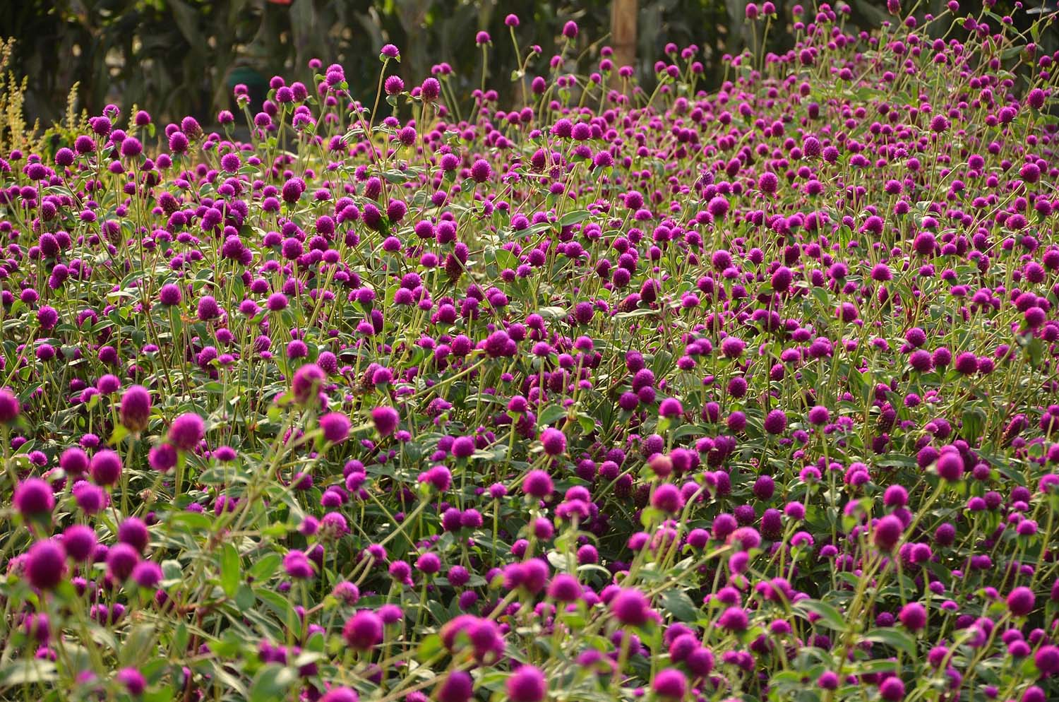 A Guide To The Different Types Of Gomphrena Flowers