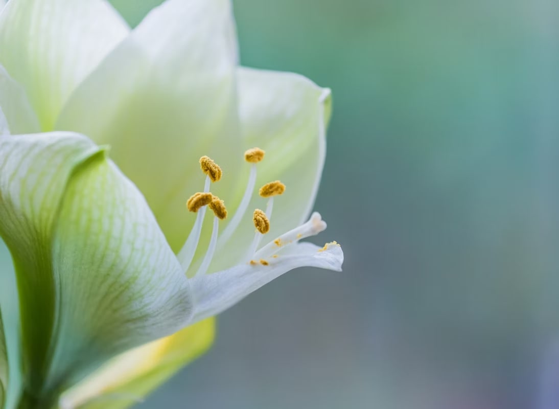 Amaryllis Meaning: A Guide To This Striking Flower