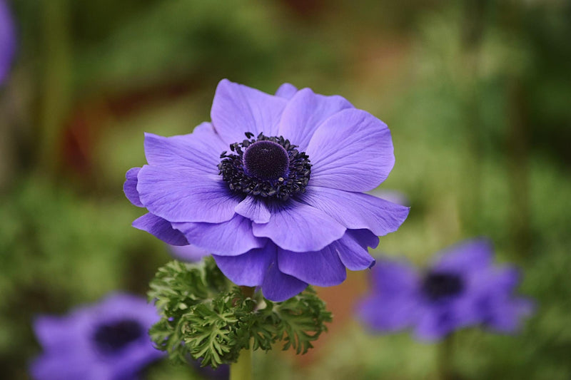 Anemone Flower Care: How To Grow, Maintain & Keep Them Fresh