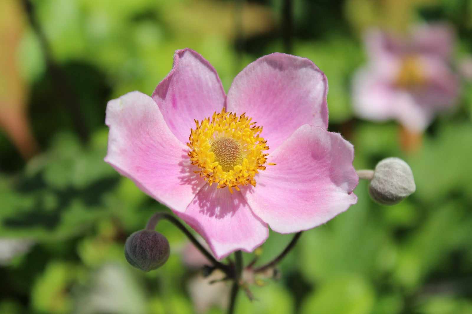 Anemone Flower Meaning and When to Gift Each Colour