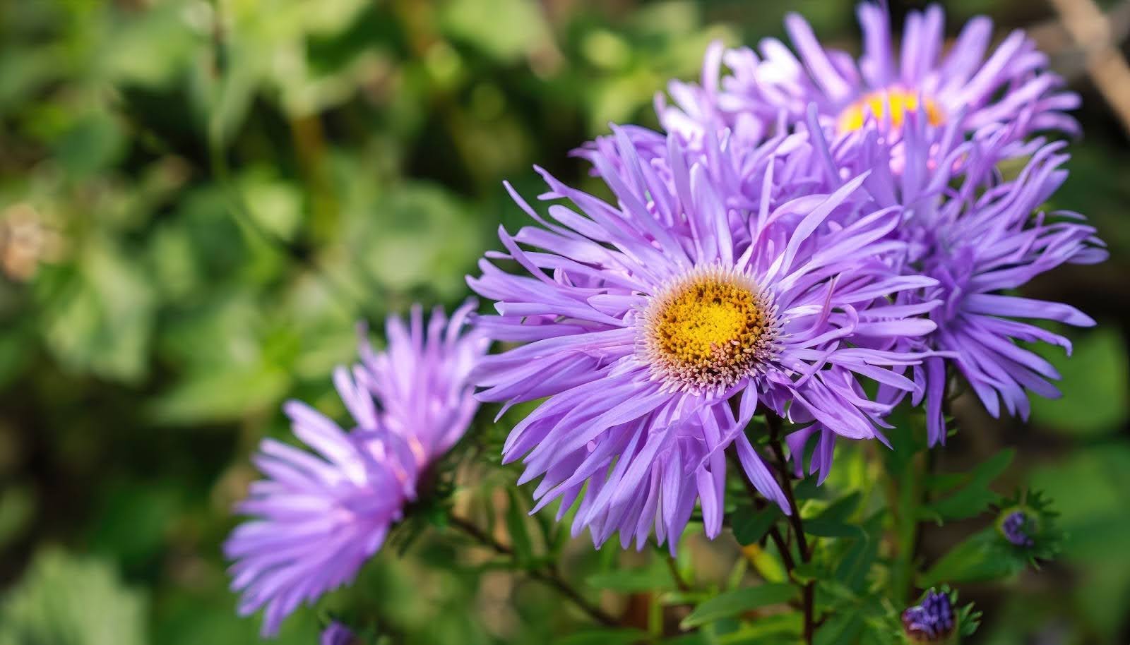 Aster Flower Care: Easy Guide To Fresh Plus 10 Do’s And Don’ts