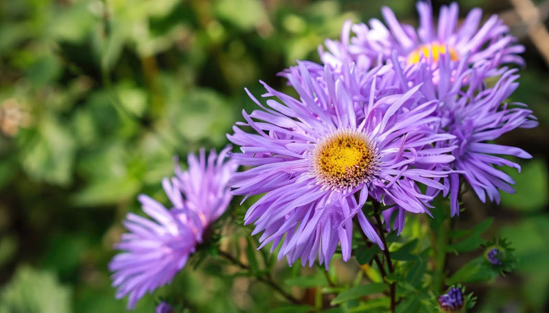 Aster Flower Care: Easy Guide To Fresh Plus 10 Do’s And Don’ts