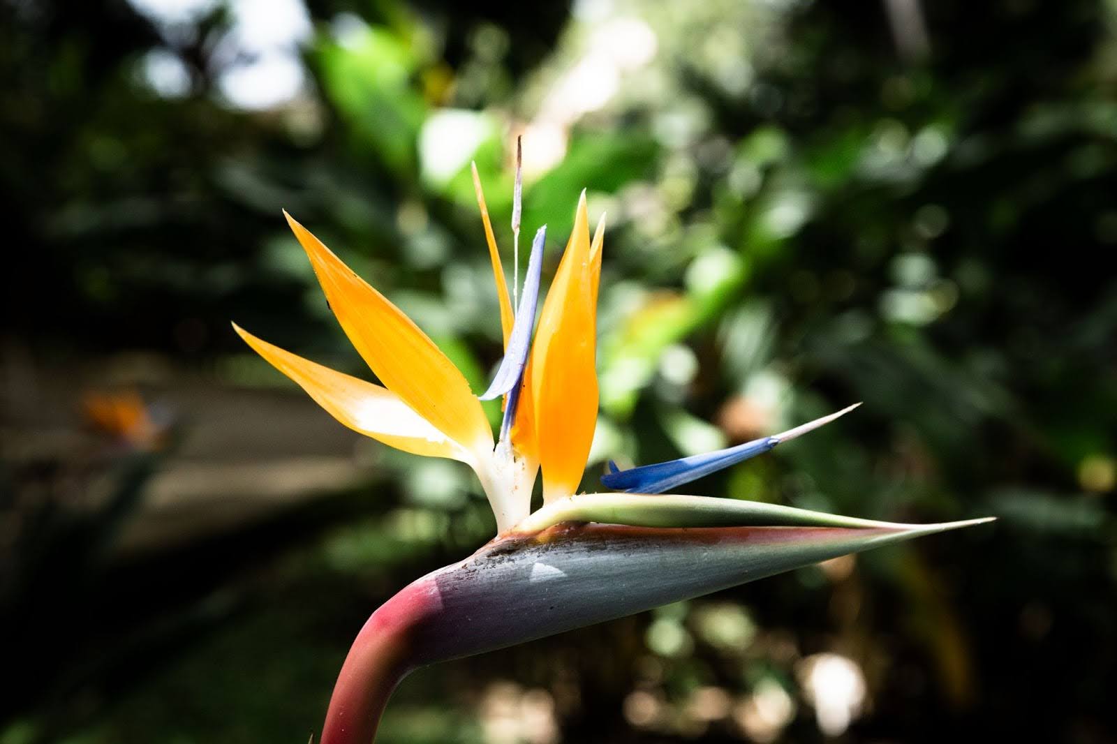 Are Yellow And Blue Flowers Bird Pollinated: Surprising Facts Revealed
