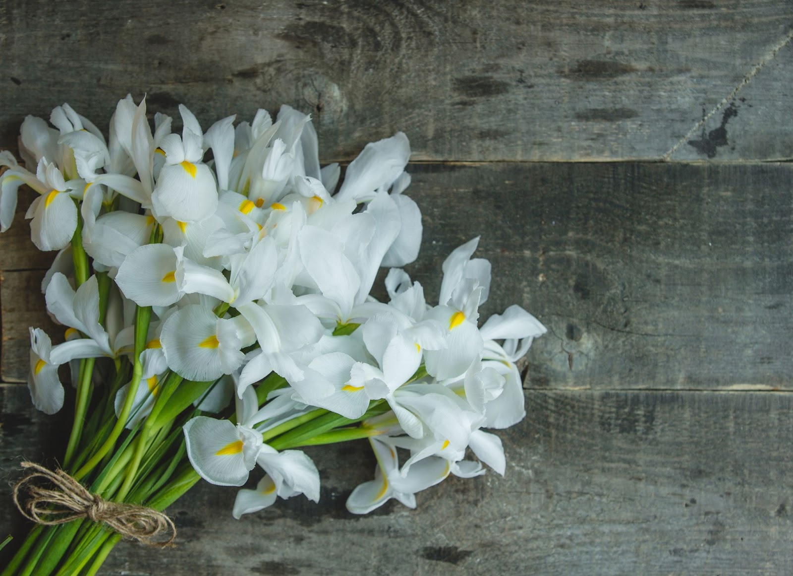 Calla Lilly Flowers And Their Meaning: Read This Guide!