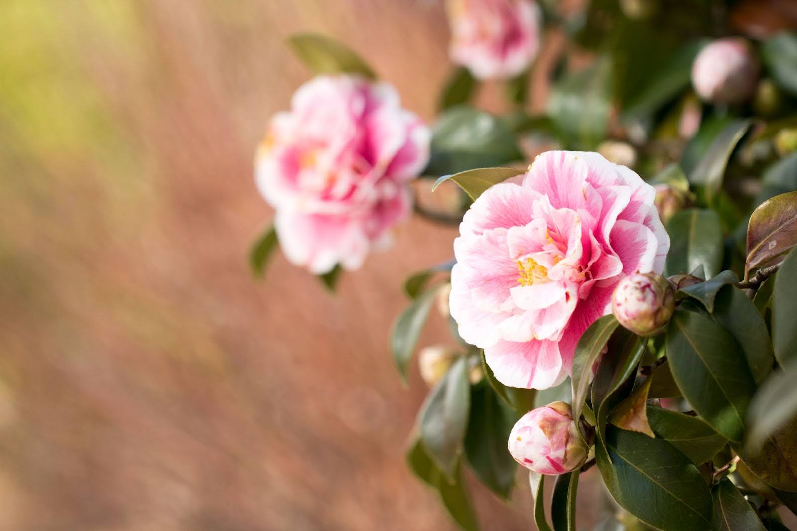 Camellia Flower Care: 11 Tips For Healthy, Blooming Plants
