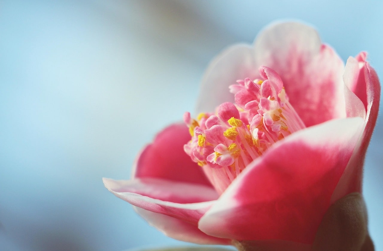 Camellia Flower Meaning: What This Elegant Bloom Symbolises