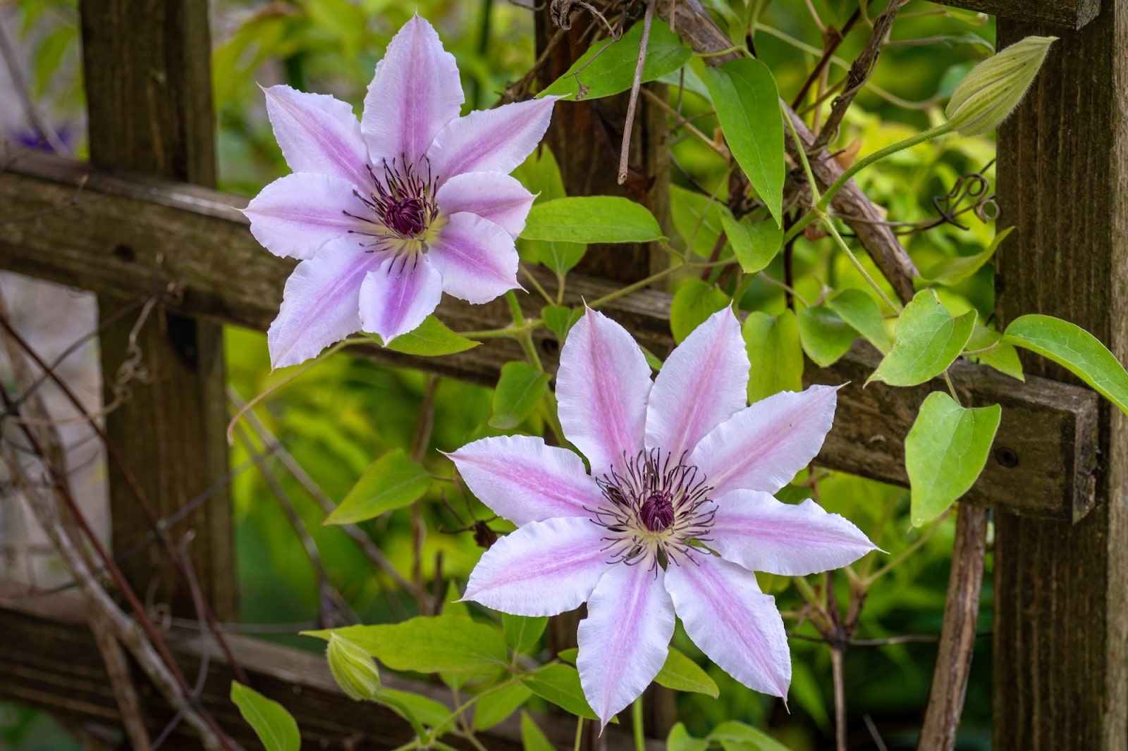 Clematis Flower Care: How To Keep It Blooming