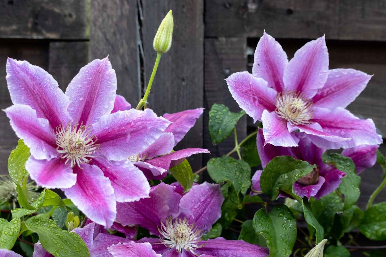 Clematis Flower Meaning: Uncover Its Symbolism And Significance