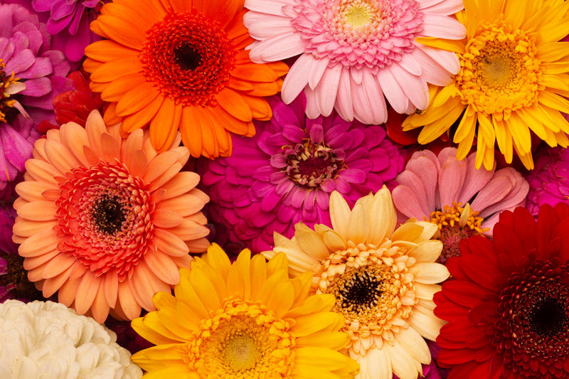15 Meaningful Flowers To Celebrate 520 In Singapore