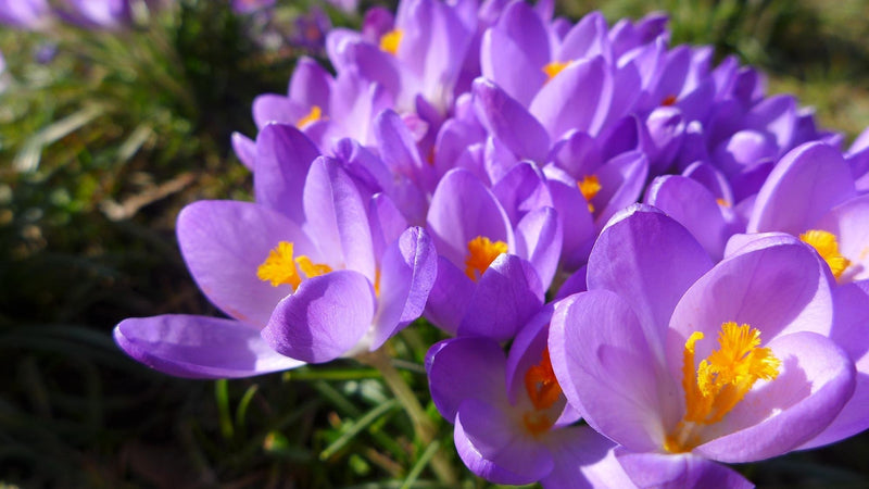 Discover the crocus flower's meaning, history, and cultural significance. Learn why it’s a perfect bloom for celebrating new beginnings and fresh starts.