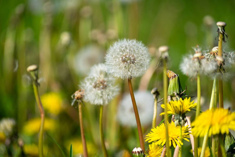Dandelion Meaning: Symbolism And Why It’s A Thoughtful Gift