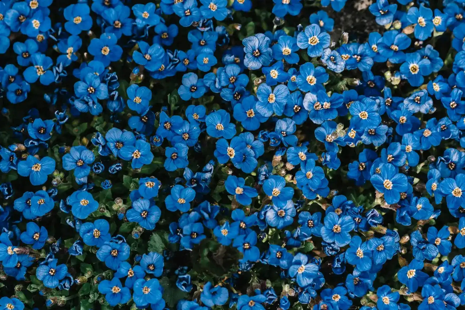 27 Different Types Of Blue Flowers: Must-Read!