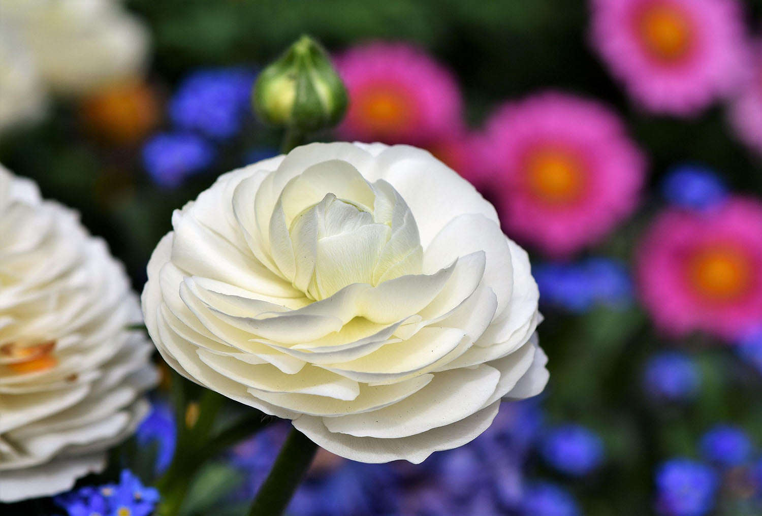 Discover 5 Flowers That Look Like Ranunculus For Every Arrangement