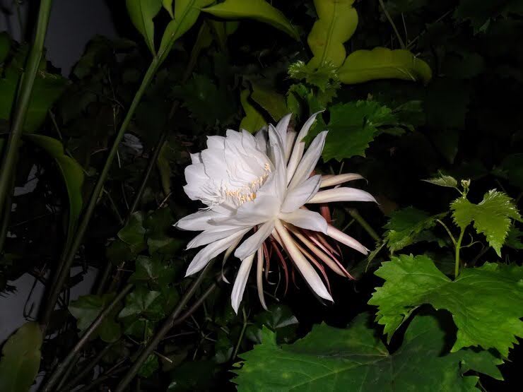 Discover The Secret Meaning Behind The Oxypetalum Flower
