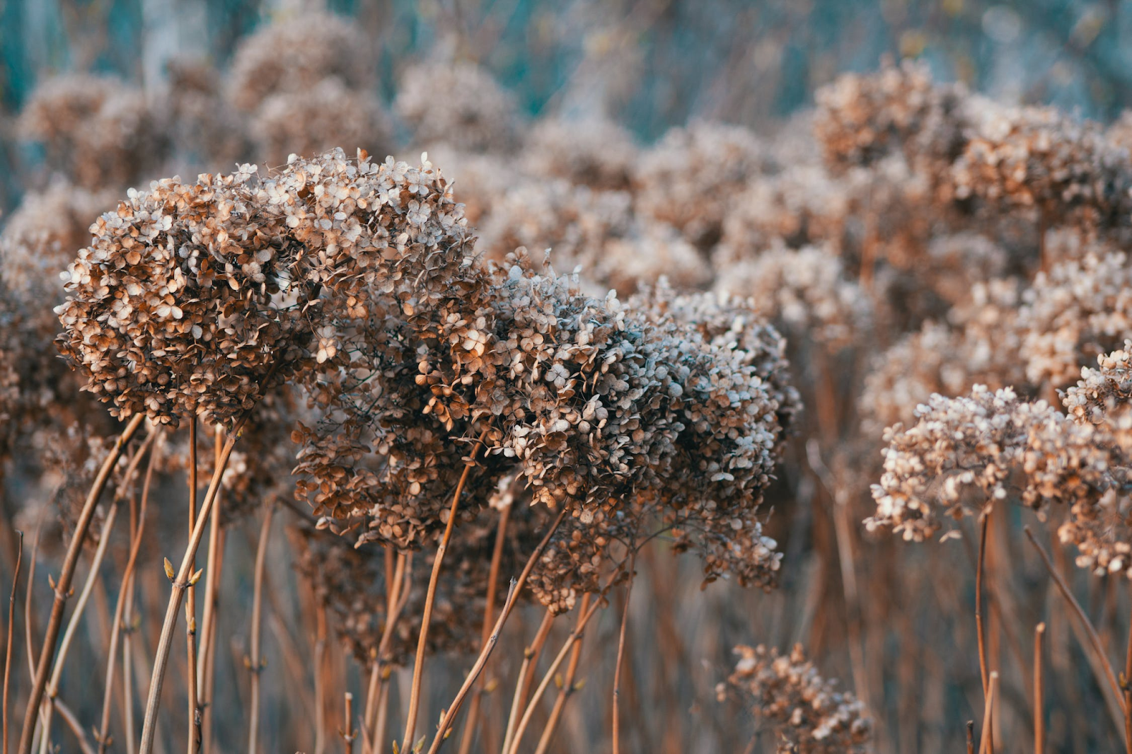 How To Dry Out Hydrangea Flowers: 6  Must-Read Steps