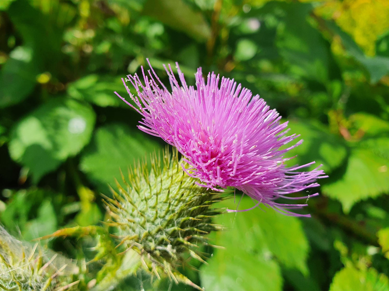 Eryngium Meaning: What This Spiky Blue Flower Symbolizes