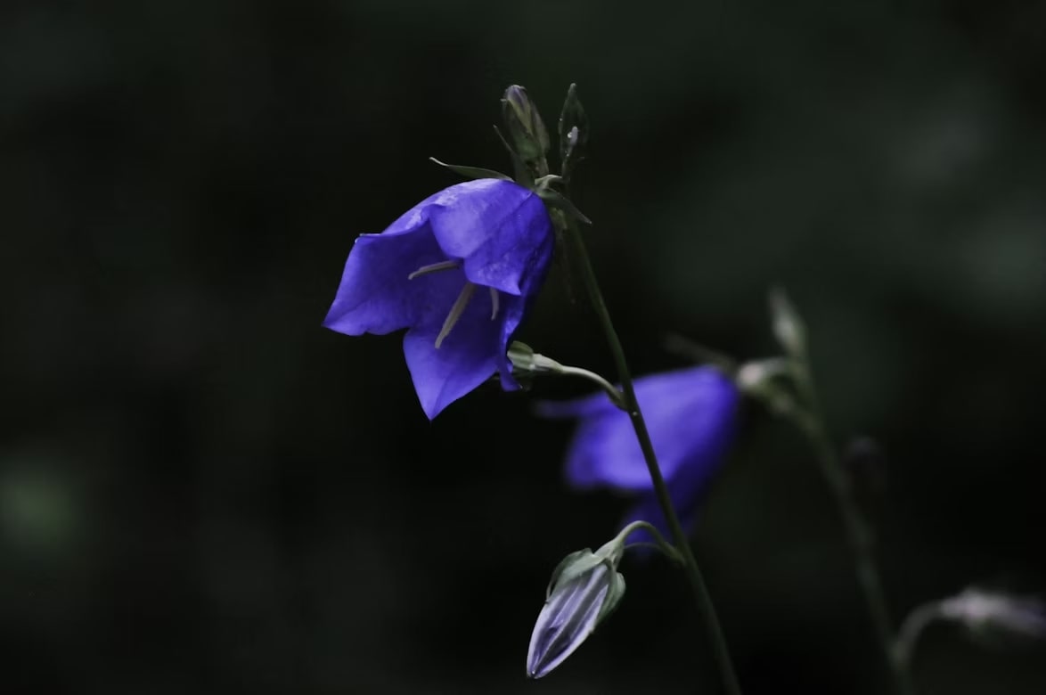 Exploring The Types Of Bluebell Flowers You Can Grow