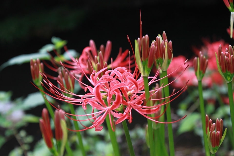 Flowers That Look Like Amaryllis: Top Alternatives To Try