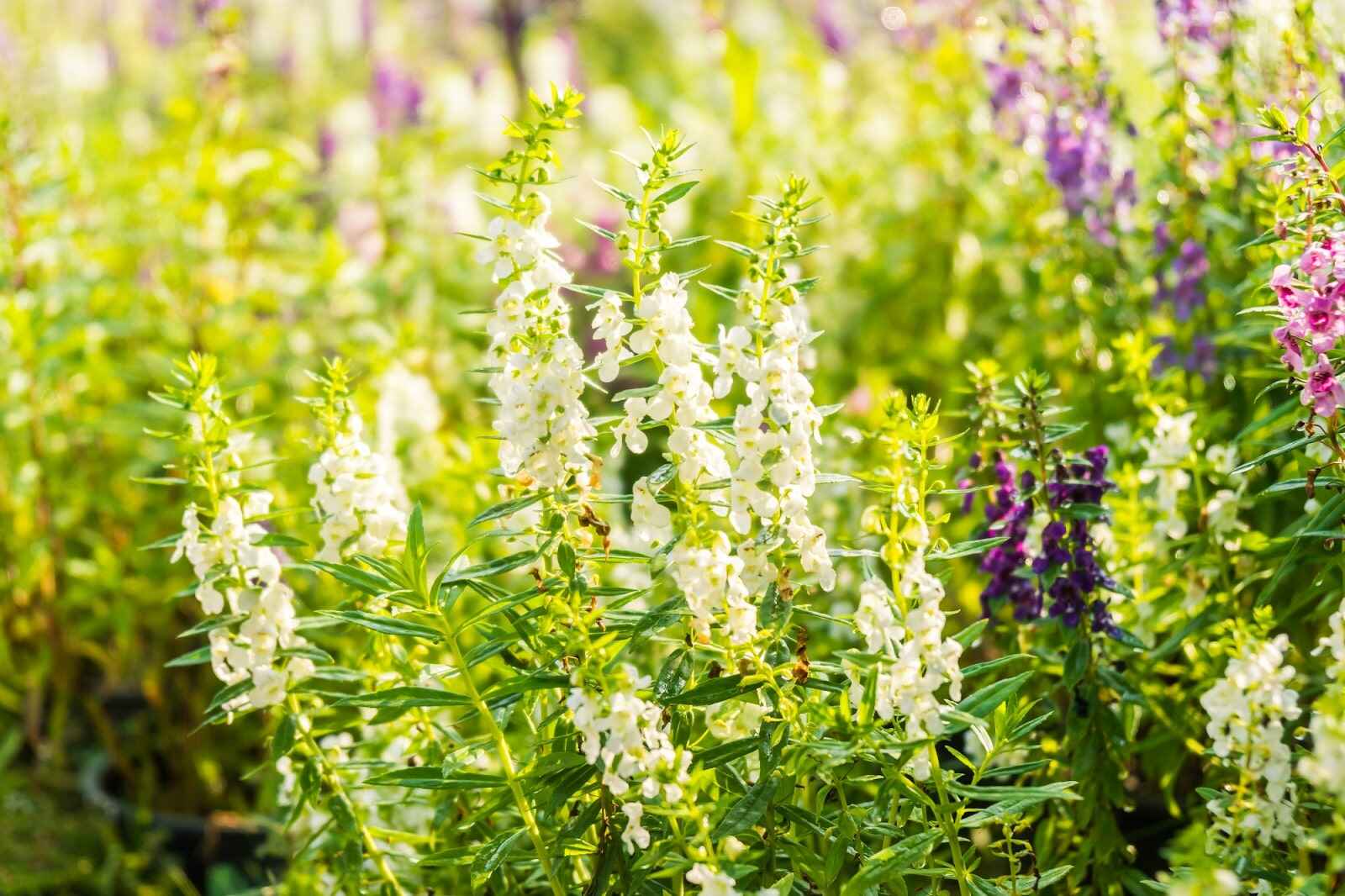 Flowers That Look Like Snapdragons: 15 Stunning Options to Try
