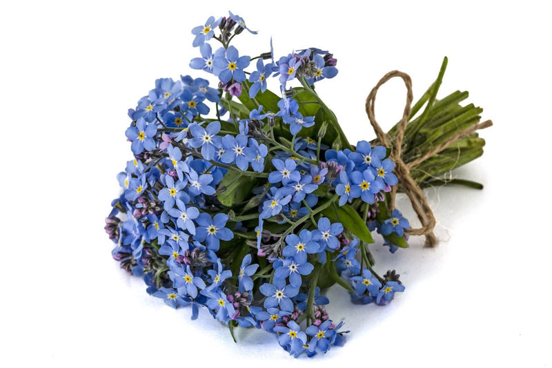 Forget-Me-Not Flower Care: Keep Your Blooms Fresh Longer