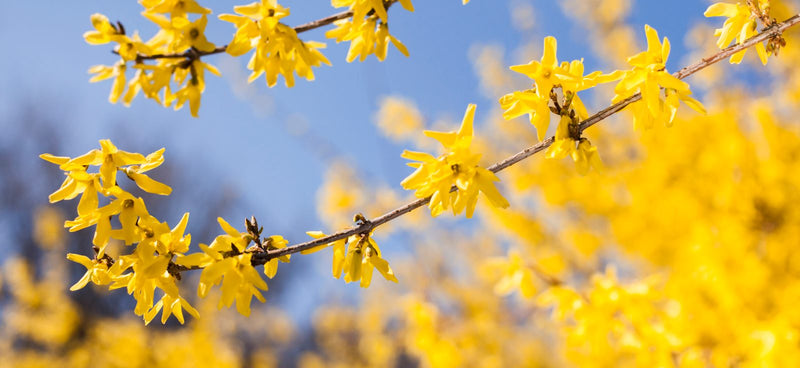 Forsythia Meaning: Symbolism, Gift Ideas & Floral Uses