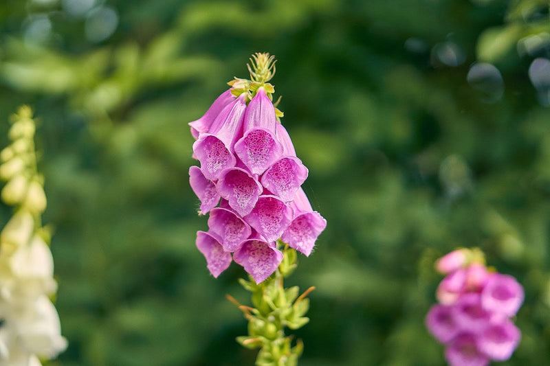 Foxglove Flower Care: Easy Guide To Healthy, Lasting Blooms