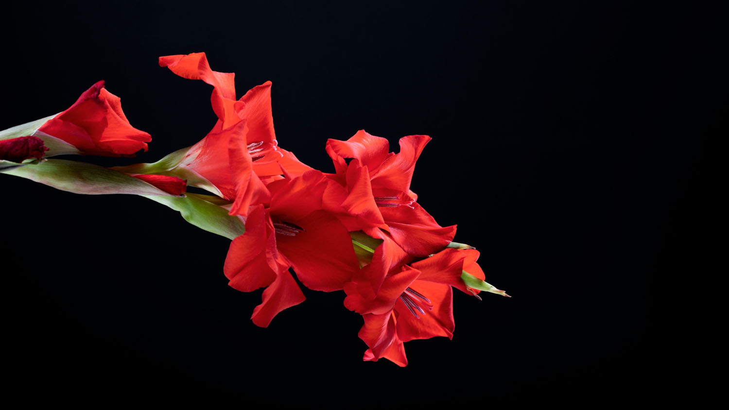 Gladiolus Flower Meaning: Colors, Messages, and History