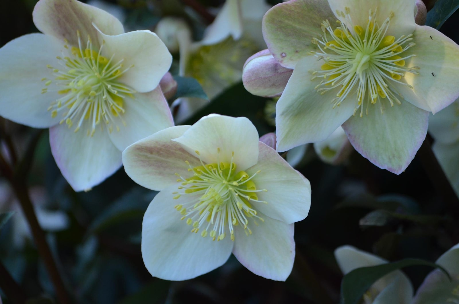 Hellebore Flower Care: 6 Essential Tips for Thriving Blooms
