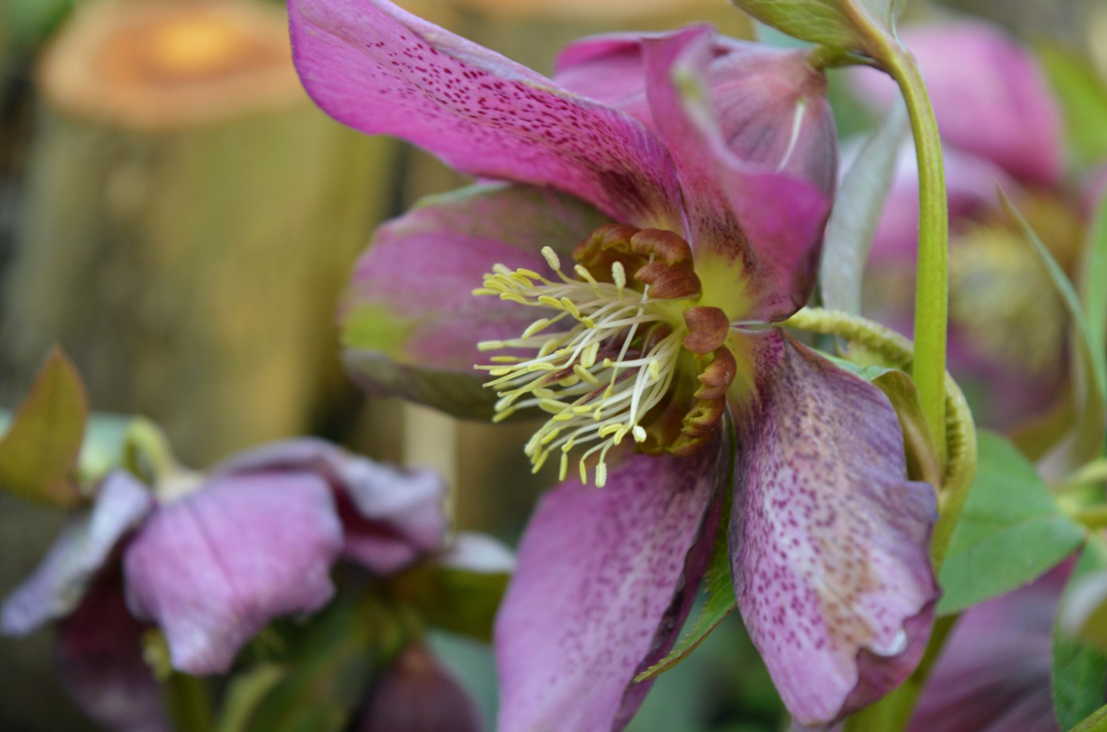 Hellebore Flower Meaning: Symbolism, Colour & Gifting Guide