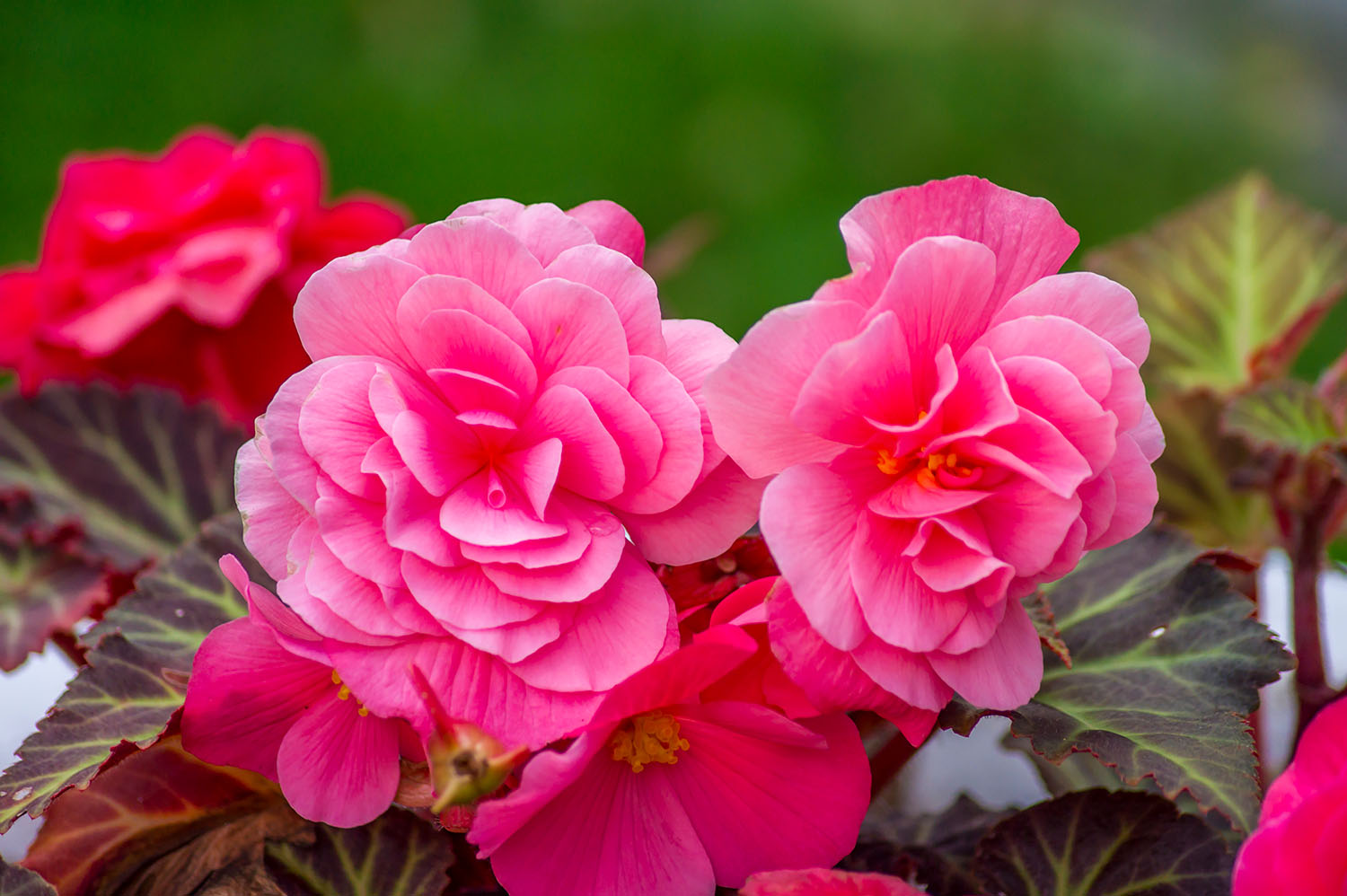 How Long Do Begonia Flowers Last? An Easy Guide For Plant Lovers