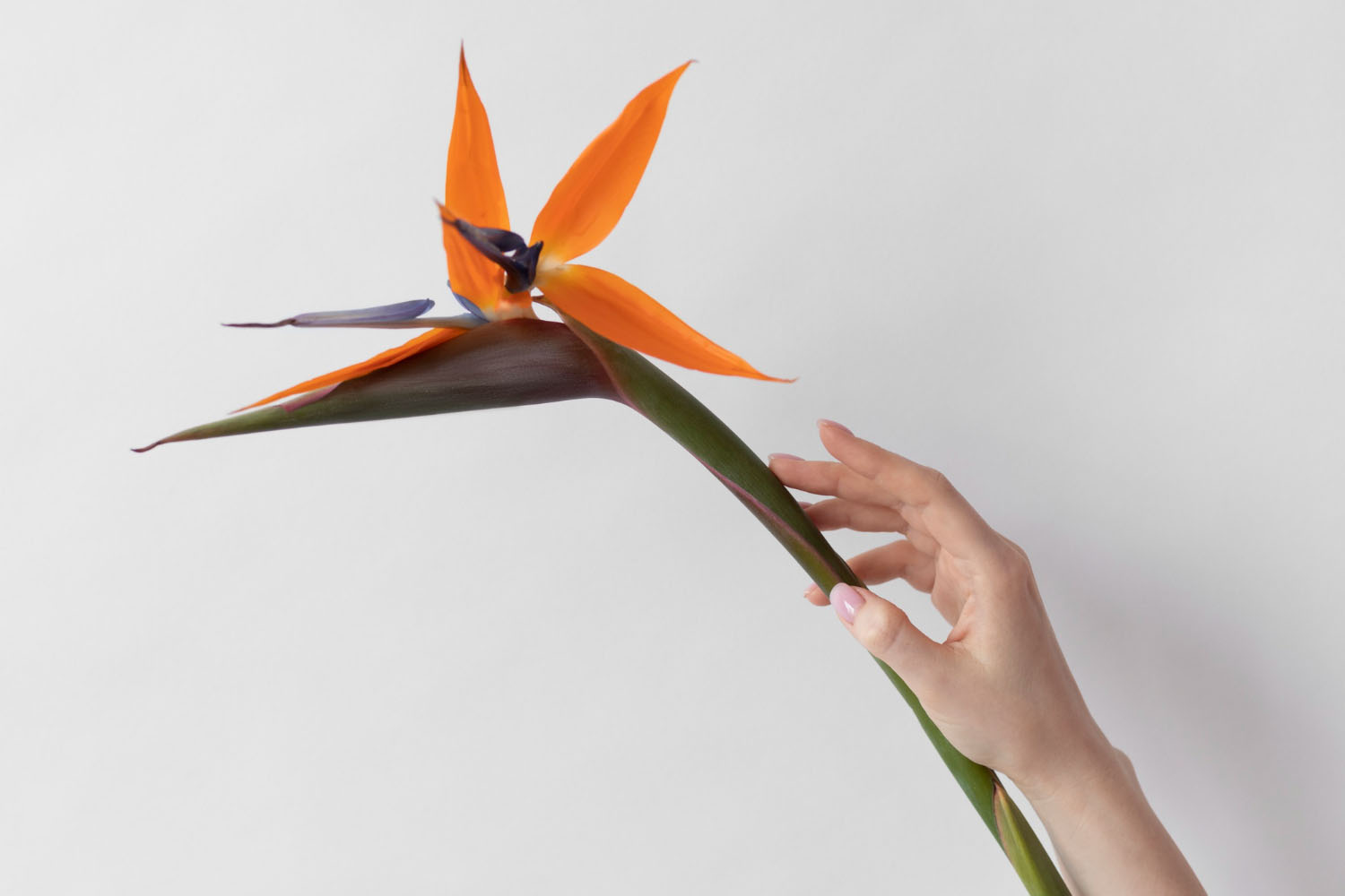 How Long Do Birds Of Paradise Flowers Last? Find Out Here