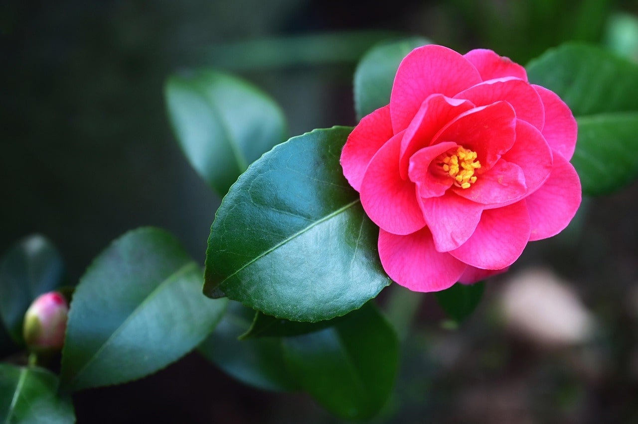 How Long Do Camellia Flowers Last? A Quick And Easy Guide
