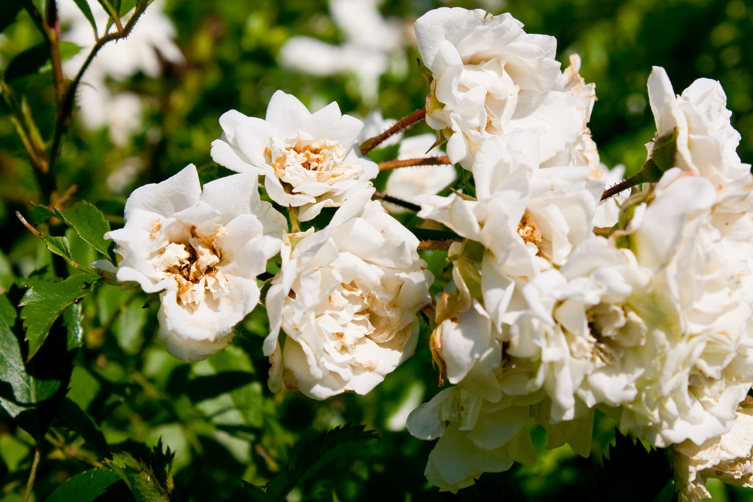 How Long Do Gardenia Flowers Last? 6 Tips To Keep Them Fresh