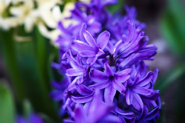 How Long Do Hyacinth Flowers Last Indoors And In Gardens?