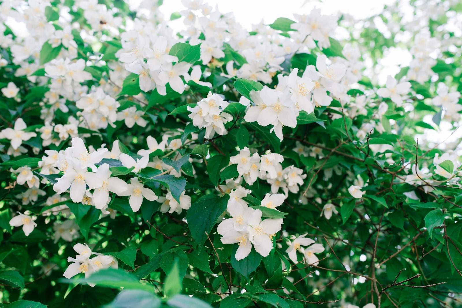 How Long Do Jasmine Flowers Last? Lifespan & Care Guide