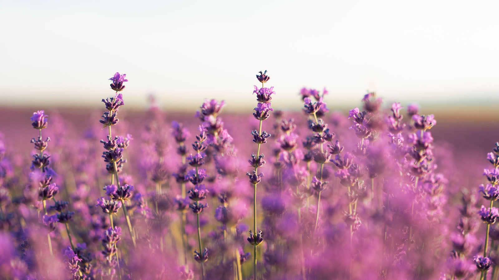 How Long Do Lavender Flowers Last? A Complete Lifespan Guide