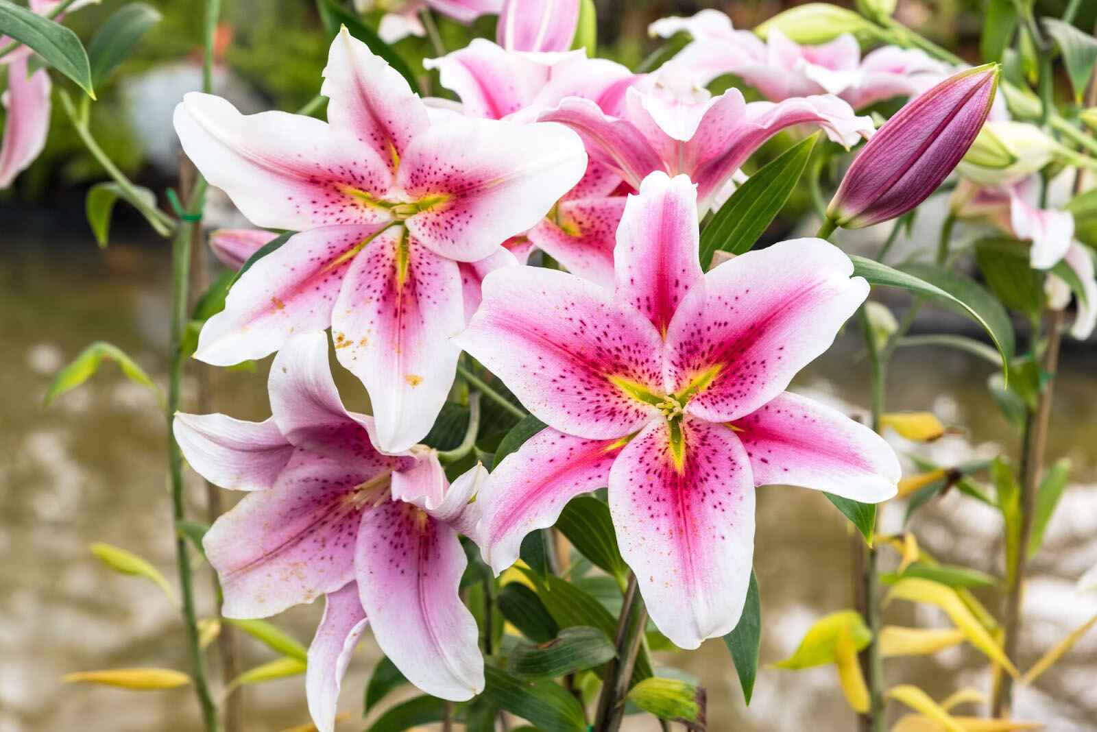 How Long Do Lilies Last In A Vase & How To Keep Them Fresh Longer