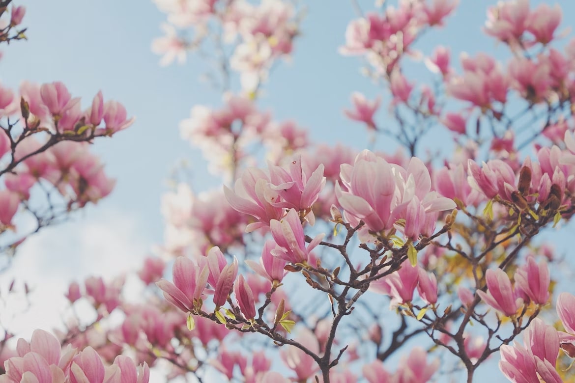How Long Do Magnolia Blooms Last? A Beginner's Guide