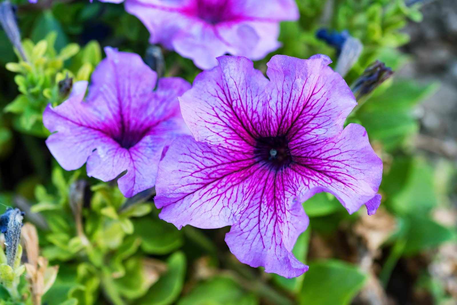How Long Do Petunia Flowers Last? Full Guide for Garden & Vase
