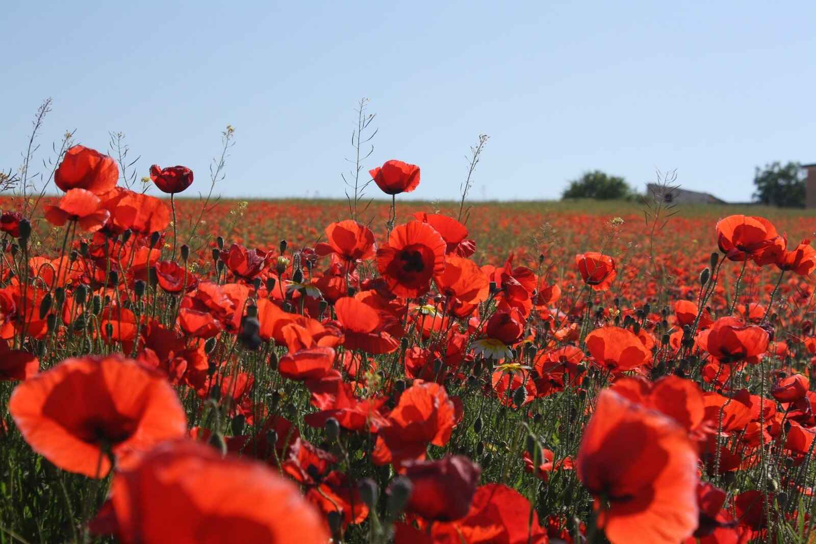 How Long Do Poppy Flowers Last? Care Tips & Lifespan Guide