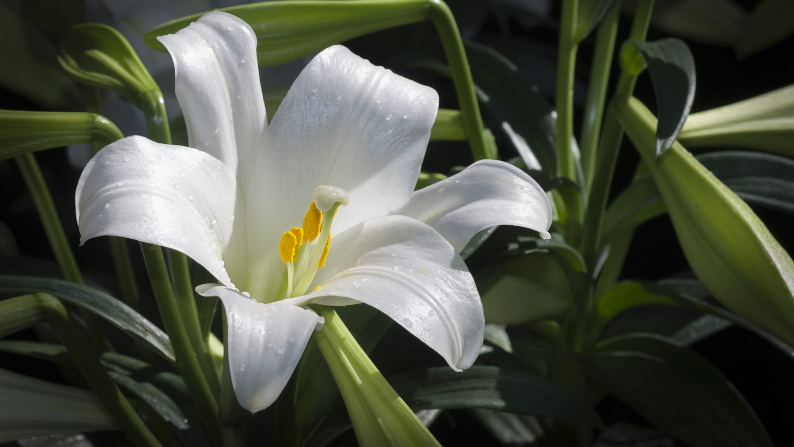 How Long Do Potted Calla Lilies Last A Simple Guide