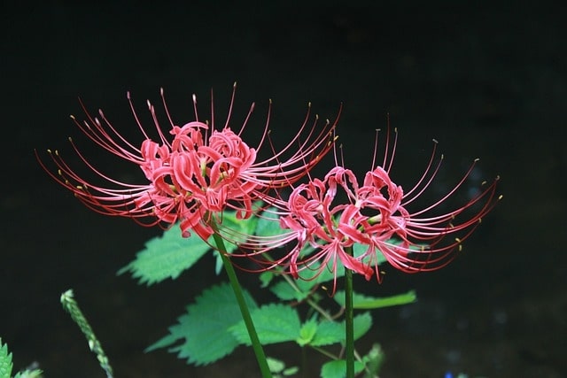 How Long Does An Amaryllis Bloom Last? A Simple Guide