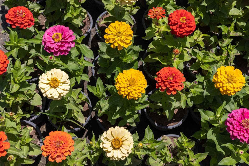 How Many Days for Zinnia Seeds to Germinate: A Quick Guide