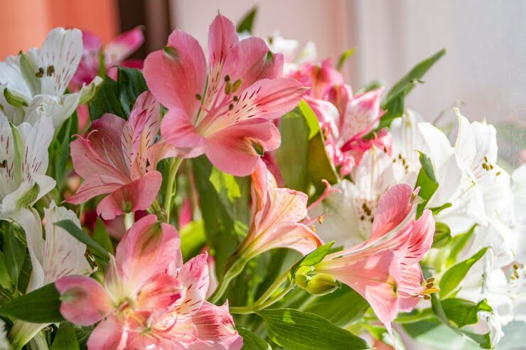 How To Care For Alstroemeria: A Fresh Flower Guide For Every Home