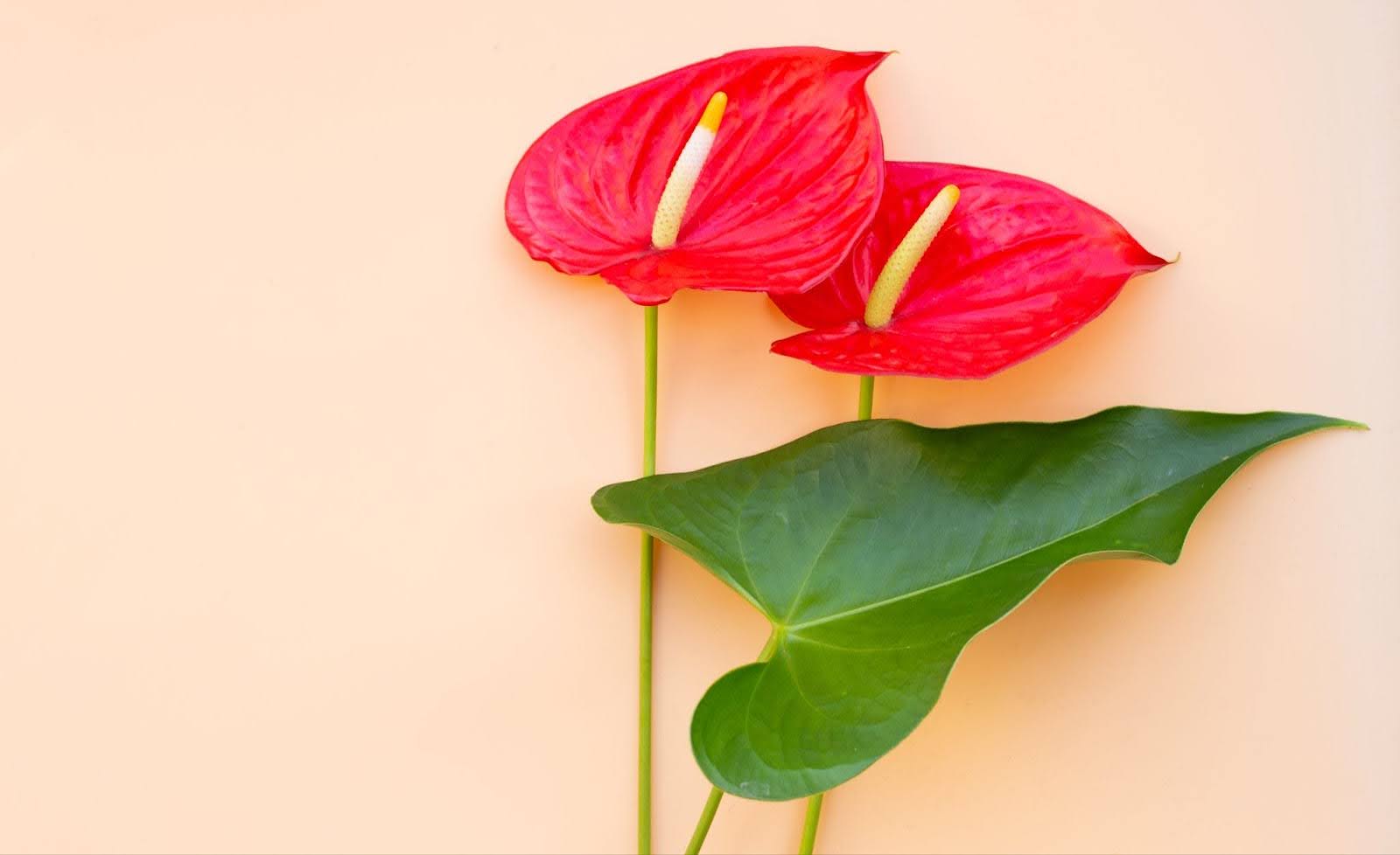 How To Care For Anthurium On Your Own: Secrets To Lasting Beauty