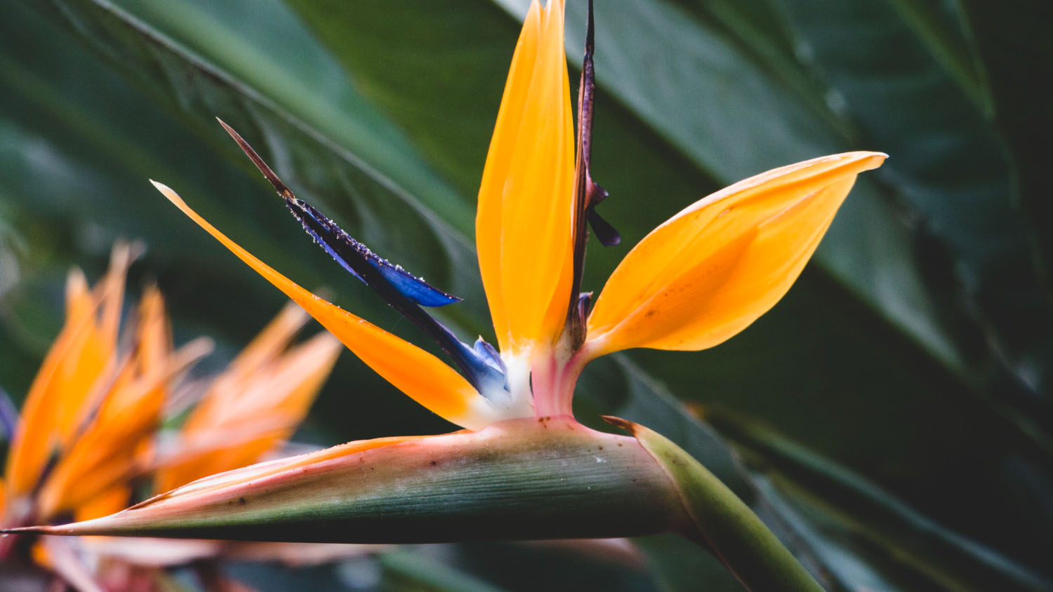 How To Care For Bird Of Paradise Flowers At Home Easily