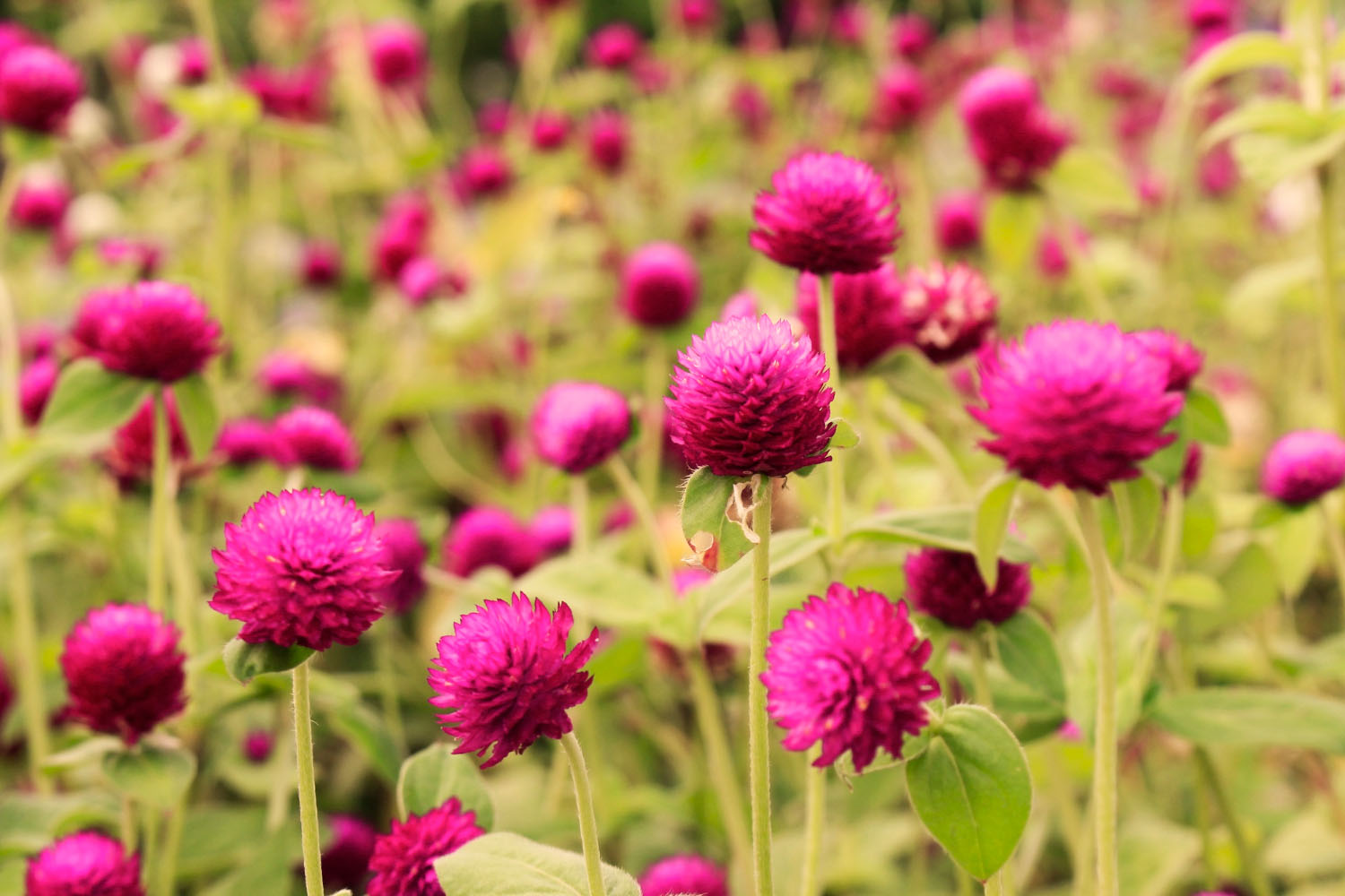 How To Care For Gomphrena: 7 Tips For Long-Lasting Blooms