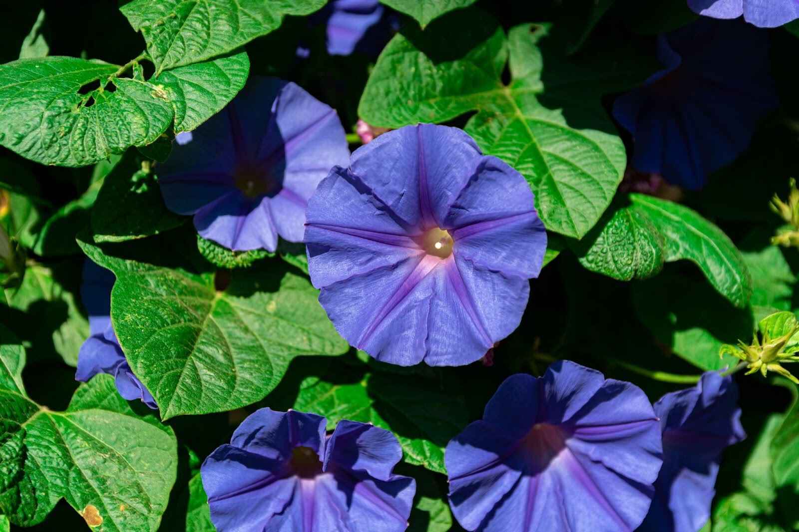 How To Care For Morning Glory: A Florist's Guide