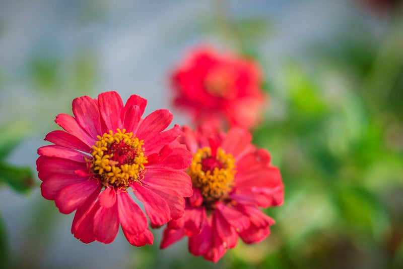 Zinnia FlorisToilet Waterフローリス【未開封】50ml Zinnia FlorisToilet Waterフローリス【未開封】50ml