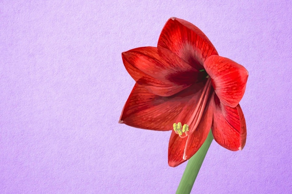 How To Take Care Of Amaryllis: A Simple Growing Guide